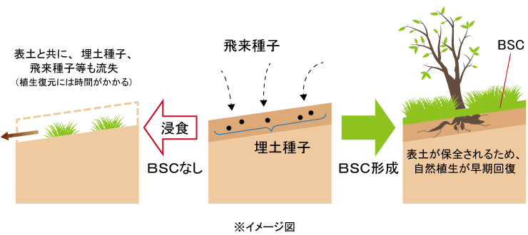 裸地化した状態